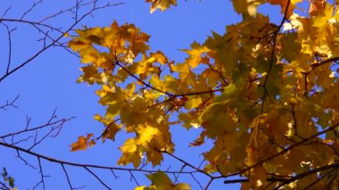 Sonbahar, bir ağacın sarı yaprakları mavi gökyüzüne karşı. Ukrayna
