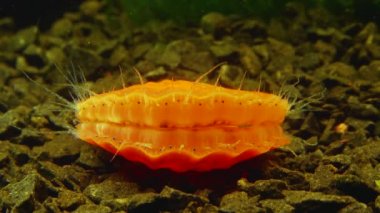 Çift valflı yumuşakça yumuşak neşter (Flexopecten glaber ponticus), Karadeniz