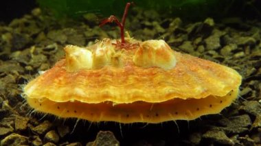 Çift valflı yumuşakça yumuşak neşter (Flexopecten glaber ponticus), Karadeniz