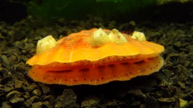 Çift valflı yumuşakça yumuşak neşter (Flexopecten glaber ponticus), Karadeniz