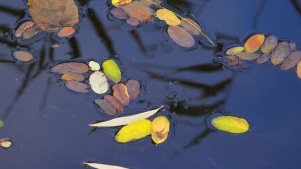 小さな淡水湖の水面に秋に落ちる黄色の葉 — ストック動画