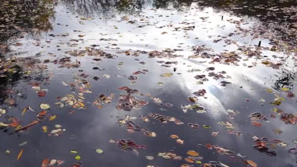 小さな淡水湖の水面に秋に落ちる黄色の葉 — ストック動画