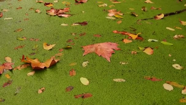 Padající Vody Pokryté Duckweed Lemna Moll Listy Stromů Plují Povrchu — Stock video
