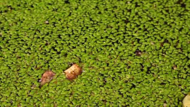 Tombant Dans Eau Recouverte Asclépiade Lemna Minor Les Feuilles Des — Video