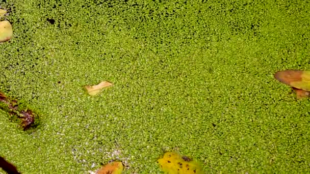 树叶飘浮在水面上 落在布满浮藻 小莱姆纳 的水里 — 图库视频影像