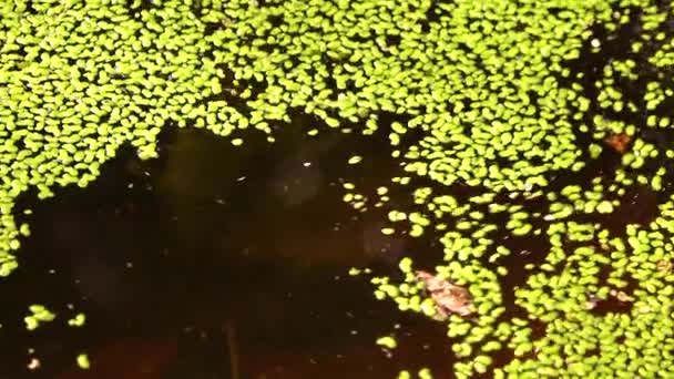 Падение Воду Покрытую Водорослями Лемна Минорная Листья Деревьев Плавают Поверхности — стоковое видео