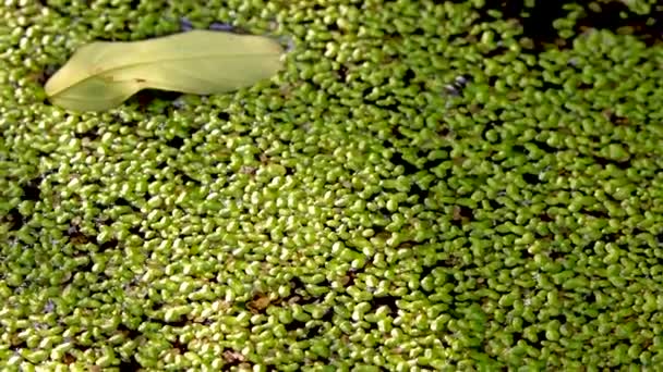 Falling Water Covered Duckweed Lemna Minor Leaves Trees Float Surface — Stock Video