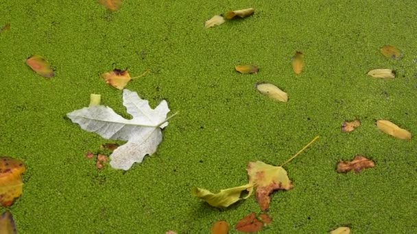 ダックウィード レムナ マイナー で覆われた水の中に落ちる 木の葉は表面に浮かぶ — ストック動画