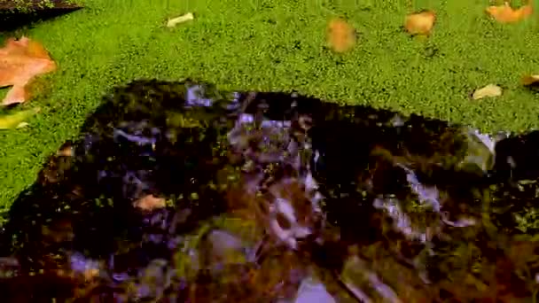 Падение Воду Покрытую Водорослями Лемна Минорная Листья Деревьев Плавают Поверхности — стоковое видео