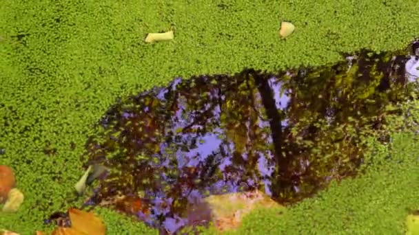 Падаючи Воду Вкриту Каченятами Lemna Minor Листя Дерев Плавають Поверхні — стокове відео