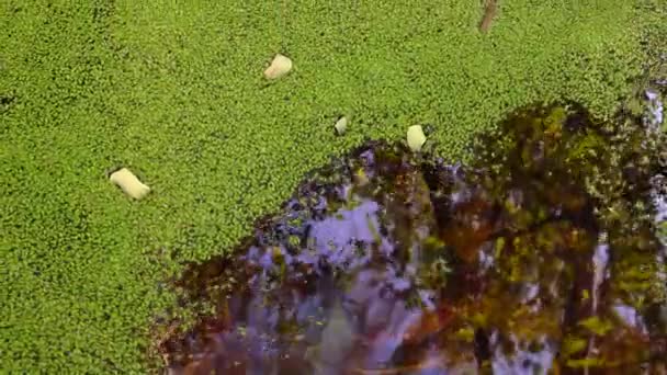 Falling Water Covered Duckweed Lemna Minor Leaves Trees Float Surface — Stock Video