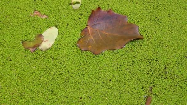 Πέφτοντας Στο Νερό Που Καλύπτεται Φραγκόσυκο Lemna Minor Φύλλα Των — Αρχείο Βίντεο