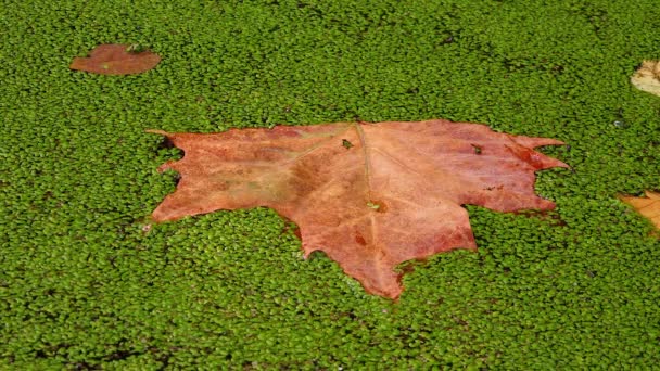 ダックウィード レムナ マイナー で覆われた水の中に落ちる 木の葉は表面に浮かぶ — ストック動画