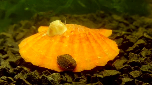 Ancien Mollusque Blindé Chiton Polii Sur Coquille Une Palourde Pétoncle — Video