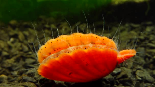 Kleine Blauwe Ogen Tentakels Mantel Van Een Tweekleppige Slakkensoort Smooth — Stockvideo