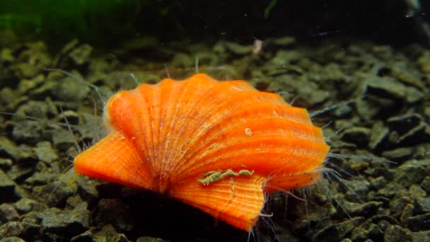 Oeroude Gepantserde Slakkensoort Chiton Olivaceus Schaal Van Een Mossel Smooth — Stockvideo