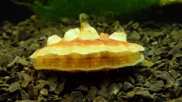 Kleine Blauwe Ogen Tentakels Mantel Van Een Tweekleppige Slakkensoort Smooth — Stockvideo