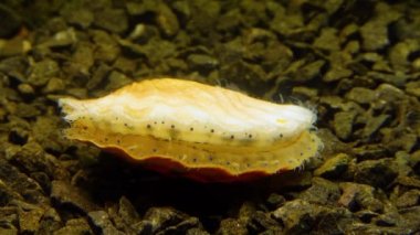 Çift valflı yumuşakça yumuşak neşter (Flexopecten glaber ponticus), Karadeniz