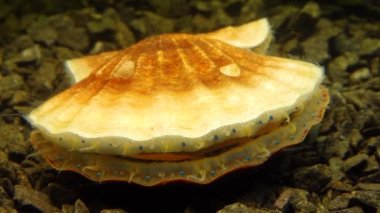 Çift valflı yumuşakça yumuşak neşter (Flexopecten glaber ponticus), Karadeniz