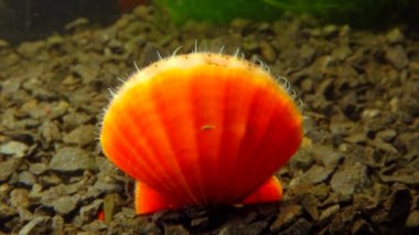 Çift valflı yumuşakça yumuşak neşter (Flexopecten glaber ponticus), Karadeniz