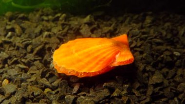 Çift valflı yumuşakça yumuşak neşter (Flexopecten glaber ponticus), Karadeniz