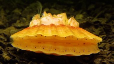 Çift valflı yumuşakça yumuşak neşter (Flexopecten glaber ponticus), Karadeniz