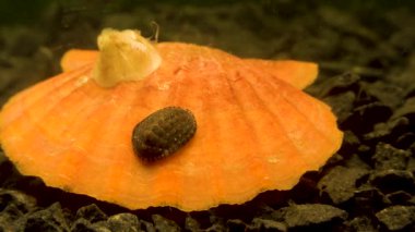 Deniz tarağı (Flexopecten glaber ponticus), Karadeniz üzerinde antik zırhlı yumuşakça (Chiton polii)