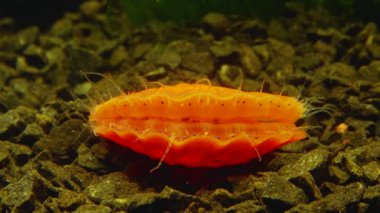 Çift valflı yumuşakça yumuşak neşter (Flexopecten glaber ponticus), Karadeniz