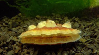 Çift valflı yumuşakça yumuşak neşter (Flexopecten glaber ponticus), Karadeniz