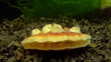 Çift valflı yumuşakça yumuşak neşter (Flexopecten glaber ponticus), Karadeniz