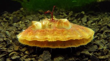 Çift valflı yumuşakça yumuşak neşter (Flexopecten glaber ponticus), Karadeniz