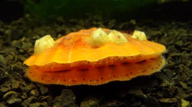 Çift valflı yumuşakça yumuşak neşter (Flexopecten glaber ponticus), Karadeniz