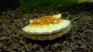 Çift valflı yumuşakça yumuşak neşter (Flexopecten glaber ponticus), Karadeniz