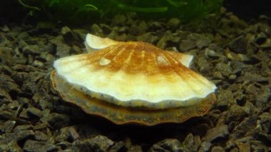 Çift valflı yumuşakça yumuşak neşter (Flexopecten glaber ponticus), Karadeniz