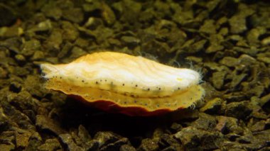 Çift valflı yumuşakça yumuşak neşter (Flexopecten glaber ponticus), Karadeniz