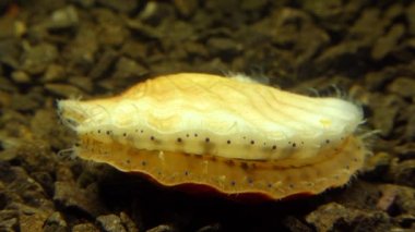 Çift valflı yumuşakça yumuşak neşter (Flexopecten glaber ponticus), Karadeniz