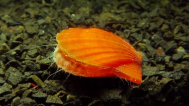 Çift valflı yumuşakça yumuşak neşter (Flexopecten glaber ponticus), Karadeniz