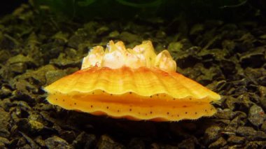 Çift valflı yumuşakça yumuşak neşter (Flexopecten glaber ponticus), Karadeniz