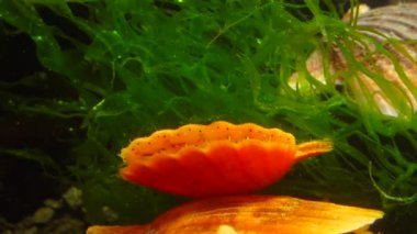 Çift valflı yumuşakça yumuşak neşter (Flexopecten glaber ponticus), Karadeniz