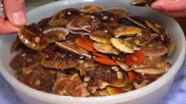 Deniz tarağı (Flexopecten glaber ponticus), Karadeniz üzerinde antik zırhlı yumuşakça (Chiton polii)