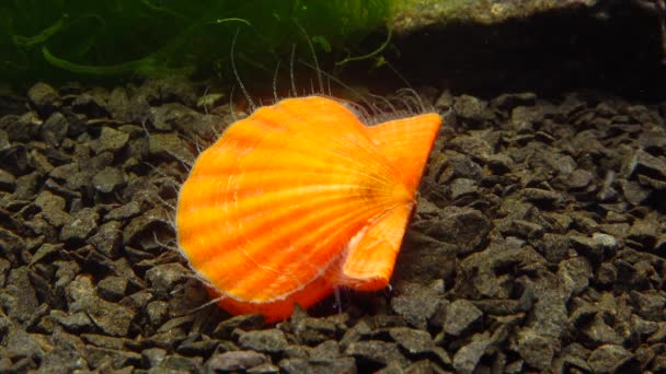 Oeroude Gepantserde Slakkensoort Chiton Olivaceus Schaal Van Een Mossel Smooth — Stockvideo