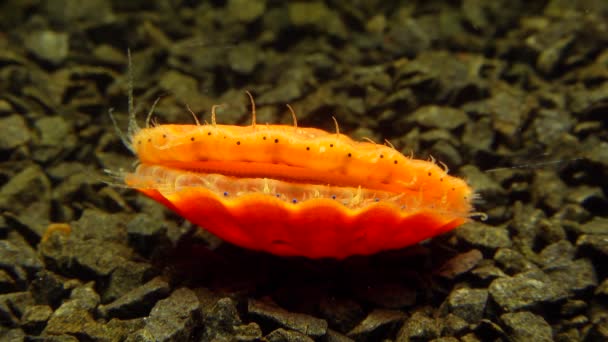 Petits Yeux Bleus Tentacules Sur Manteau Mollusque Bivalve Pétoncle Lisse — Video