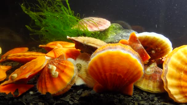 Oeroude Gepantserde Slakkensoort Chiton Olivaceus Schaal Van Een Mossel Smooth — Stockvideo