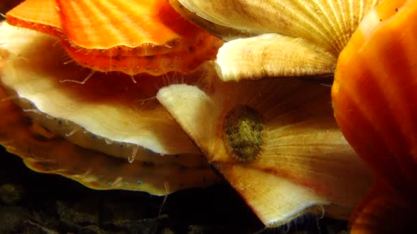 Ancien Mollusque Blindé Chiton Polii Sur Coquille Une Palourde Pétoncle — Video