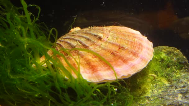 Стародавній Броньований Молюск Chiton Olivaceus Мушлі Молюска Smooth Scallop Flexopecten — стокове відео