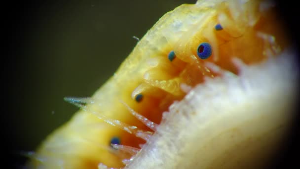 Small Blue Eyes Tentacles Mantle Bivalve Mollusk Smooth Scallop Flexopecten — Stock Video