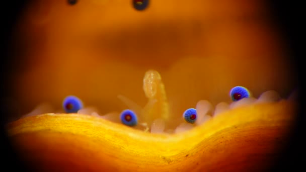 Petits Yeux Bleus Tentacules Sur Manteau Mollusque Bivalve Pétoncle Lisse — Video