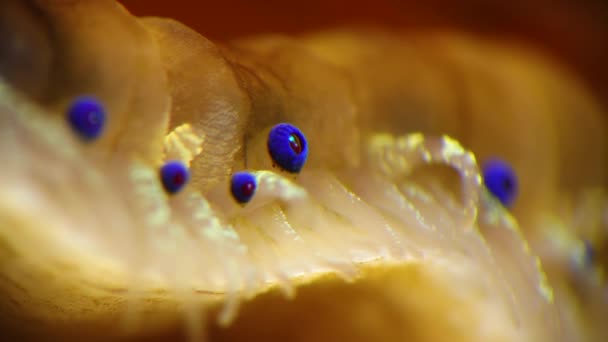 Małe Niebieskie Oczy Macki Płaszczu Małża Gładkie Scallop Flexopecten Glaber — Wideo stockowe