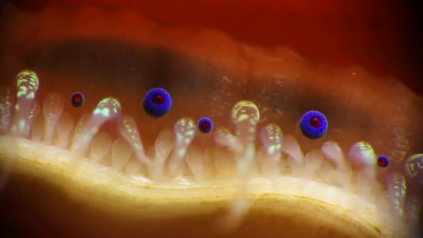 Pequenos Olhos Azuis Tentáculos Manto Molusco Bivalve Smooth Scallop Flexopecten — Vídeo de Stock