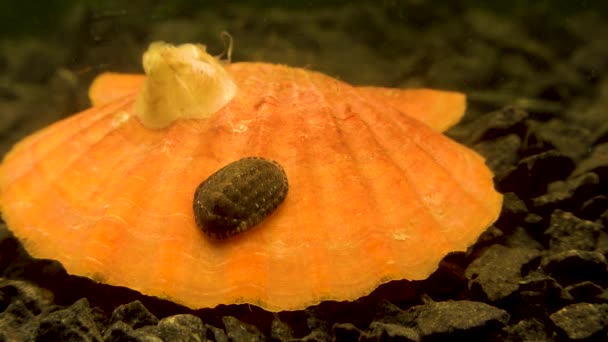 Oeroude Gepantserde Slakkensoort Chiton Polii Schaal Van Een Mossel Smooth — Stockvideo